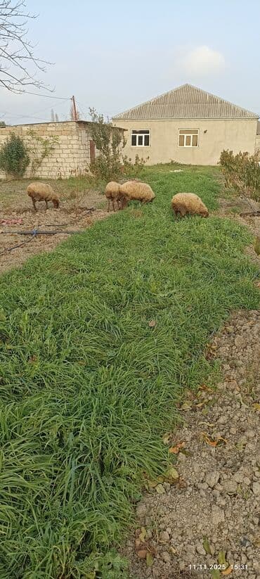 pişiyə verilən adlar: Məhsul: 5 baş Qoyunlar (anaç və gənc başlar) Təsvir: - Şəkillərdə — 1