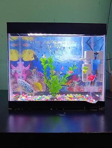 Fikri ciddi olanlar əlaqə saxlasın. Komplekt akvarium seti 1.5 litr