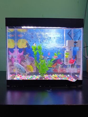 аквариум баку: Fikri ciddi olanlar əlaqə saxlasın. Komplekt akvarium seti 1.5 litr — 1