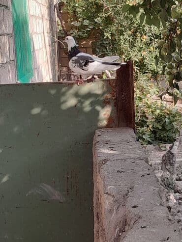 quş qaz: Göy xamit göy cep maya baladan kecme nomreli uzuyde tutulub Qaradag — 4