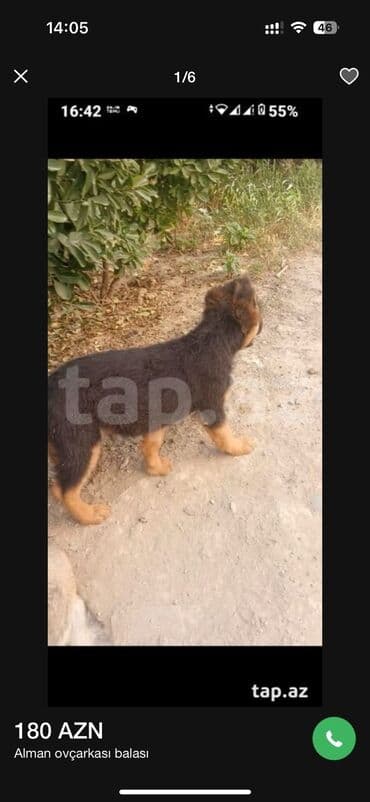 Alman çoban iti, 4 ay, Erkek