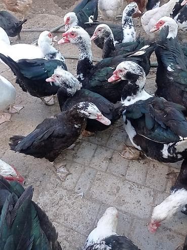 Другие с/х животные: Tam sağlam veayalı zümrüdü lal ördekler satılır.15-manatlıq olandan — 3