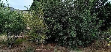 qebelede ev: Eni 15 uzunu 40 metr olan 6 sot torpaq satılır. 33 və 21 saylı — 3