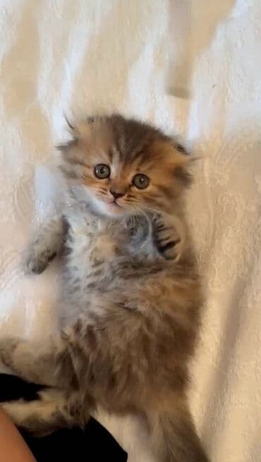 шотландские котята в баку: Шотландская, Самец, Самка, Самовывоз, Платная доставка — 3