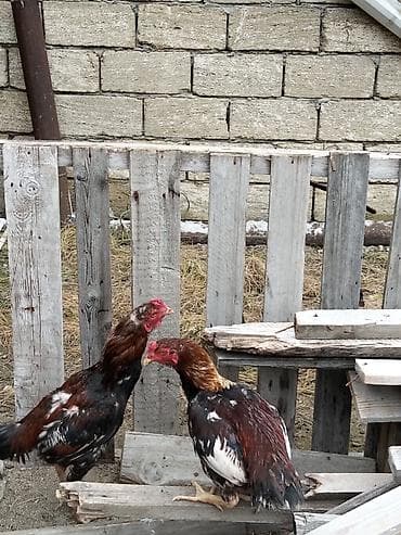 sort toyuqlar: Məhsul: Yerli toyuq sürüsü – xoruz və toyuqlar Xüsusiyyətlər: - Növ — 5