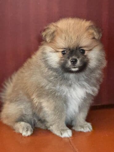 собака шпиц: Шпиц, 2 месяца, С прививками — 3