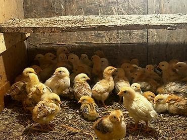 Toyuq cücələri, Damazlıq, Ünvandan götürmə