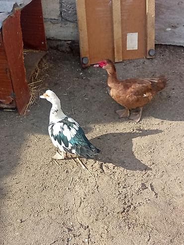 ordək balası: Salam olsun her kese iki qirmiz erkey maya cut 70 manat yerli 15 manat — 1