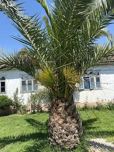 Məhsul: Xurma/Palma ağacı (bağ üçün dekorativ) Təsvir: - Növ