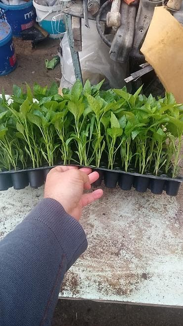 palcıq şiti: Istixana yetişdirilməsi – tərəvəz tingləri Məhsul: istixanada — 3