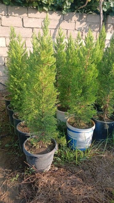 limon ağacı satışı: Limon yolkası boyları 1.2 m — 2