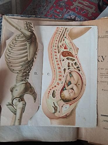 mamaliq kitabi pdf: Məhsul: “Акушерство” (Akuşerlik) – rus dilində tibbi dərslik Müəllif — 3