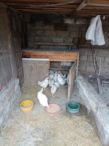 kayuqa ördəyi: Toyuq, Damazlıq — 6