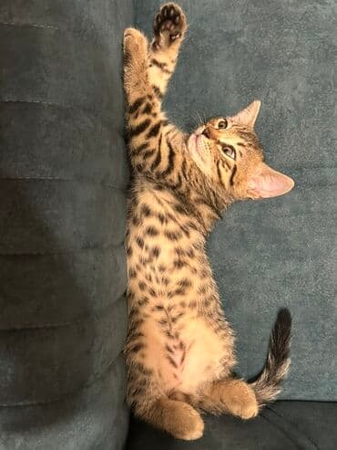 где можно купить котенка: Benqal, Erkək, Dişi, Yaxşı əllərə — 3