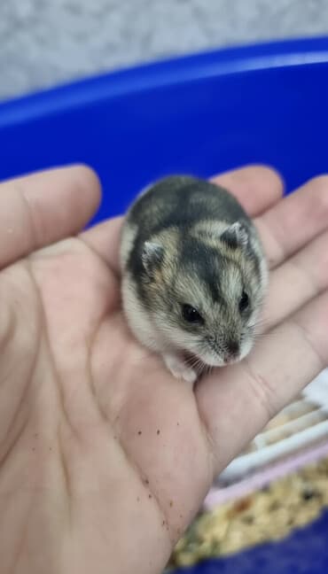 akvarium xırda balığı: Cunqarik - Uşaqlar və böyüklər üçün ideal seçim! Ev şəraitində — 1