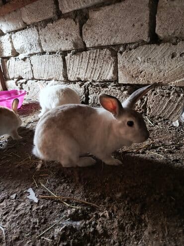 dovşan qefesi: Yalnız erkəklər satılır. istəyənə kəsib təmiz ətində verə bilərəm — 1
