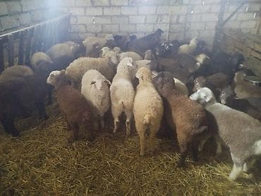 Yemlər: Qoyun sürüsü –42 quzudu 30 erkekdi 12disi kom 195 son qiymetidir seçib — 2