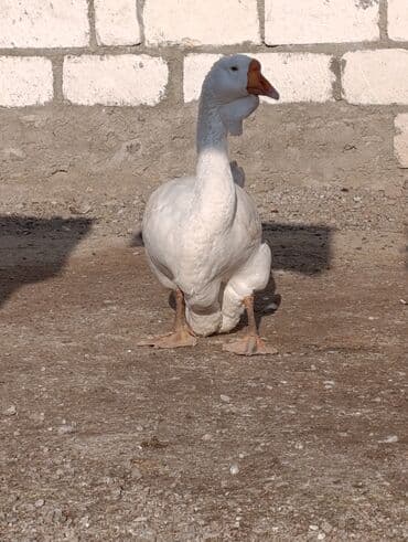 Gəmiricilər: Dişi, | Xolmogor, Damazlıq, Ödənişli çatdırılma — 2