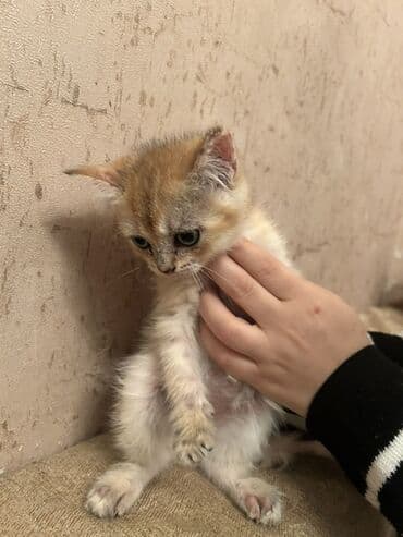 Digər heyvanlar: Britan — 3