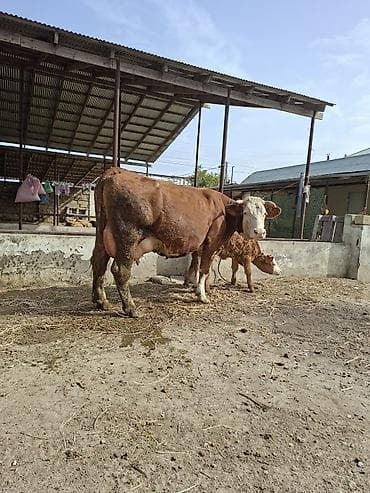 ucuz inek: 28 litir sud verir 3cu qarni dogdugu 22 gundu disi balasi var — 1