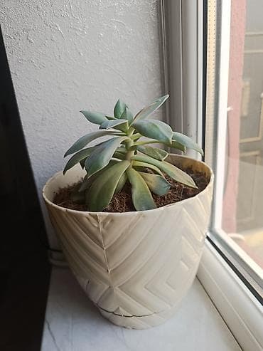 sacaqli pendir: Sukkulent (Echeveria tipli) otaq bitkisi - Dekorativ, rozet formalı — 2