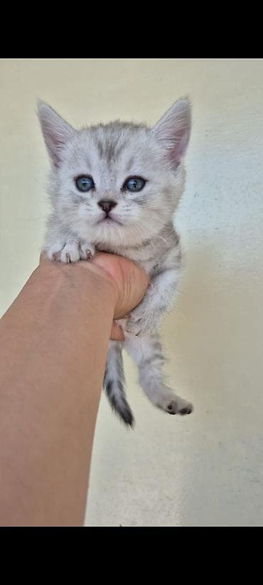 ördək balası: Britan — 3