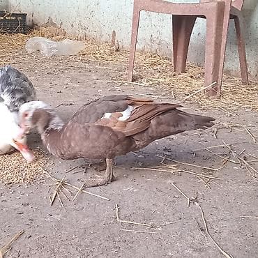 İtlər: Cütü 55 manat Ərkəy dişi . fındıq rəng Aktiv və ətlik Ərkəy, krasnodar — 4