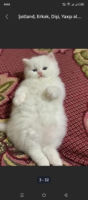 Şotland, Yaxşı əllərə