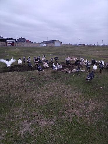 Yerli hinduşqalardı. Damazlıq fərələr var hal hazırda xoruzda olanları lalafo.az -da Yerli hinduşqalardı. Damazlıq fərələr var hal hazırda xoruzda olanları