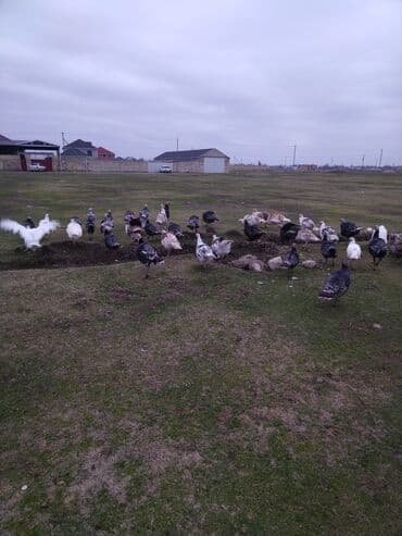 baliq satilir: Yerli hinduşqalardı. Damazlıq fərələr var hal hazırda xoruzda olanları — 2
