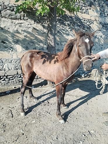 ana ari satışı: Erkək, il: 1, Ünvandan götürmə — 1