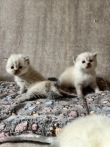 sfinks pişik: Erkək, Dişi, Yaxşı əllərə, Ünvandan götürmə, Ödənişli çatdırılma — 2