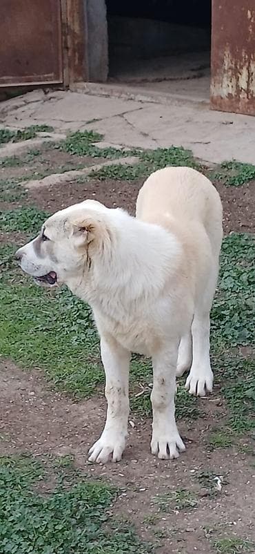 coban iti haqqinda melumat: Qurdbasar, 4 ay, Dişi — 4