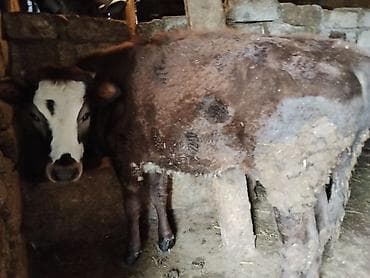 cins buzovlar: 8 aylıq dişi danadı cins heyvandı anası 24,25 litr süd verir heyvan — 5