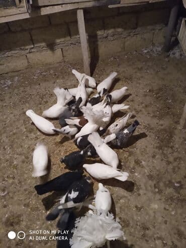 geref quşu: Super göyərçinlər bu yay 7-8 saat uçan Dəniz qırağında gecədən — 5