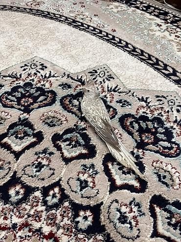 qızıl quş: Növ: Nimfa (cockatiel) – nadir açıq-krem/boz “pärçimli” rəng — 3