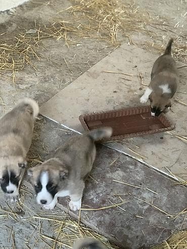 qafqaz çoban: Alabay, 1 ay, Peyvəndli, Pulsuz çatdırılma — 6