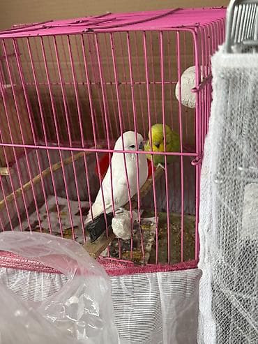 Quşlar: Cex ve vistivka quwlari vitaminli yemlerler beslenirler sağlam ve — 9