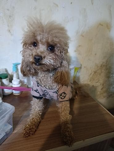 labrador iti satilir: Pudel — 1