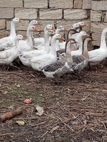 Gəmiricilər: Salam sağlam hevanlardi biri 30manata 5ədəd qaz təcili satılır — 1