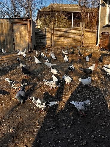 qara pisik: Göyercinler satılır təcili ƏN UCUZ 5 AZN unvan samux Qarayeri — 2