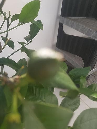 limon agacı: Limon ağacı. 50 azn — 4