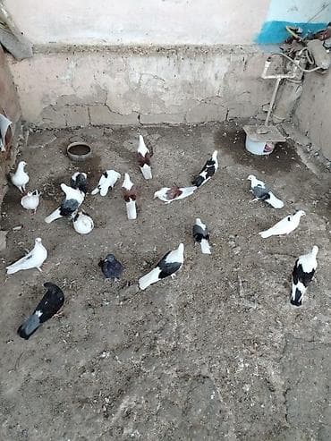 hind qusu: Quslar satılır cemi 16 denedir .3göy çəp. 3 qırmızı çep. 10 denede — 2