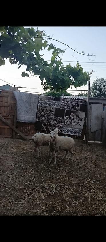 Salam erkey quzulardi saqlam kök quzudu erkəydi her ikisi