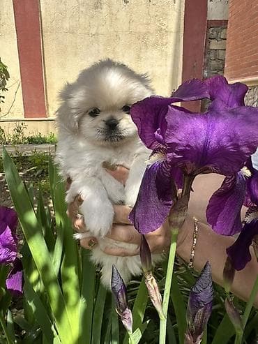 Pekines, 1 ay, Erkek, Sənədli