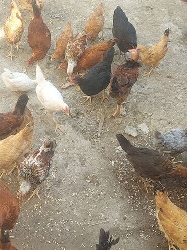 toyuq yuvası: Toyuq, Damazlıq, Ünvandan götürmə — 14