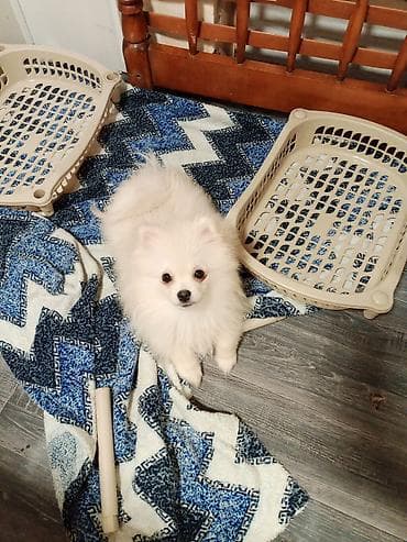 heyvan cütləşməsi: Şpitz, 4 ay, Dişi, Peyvəndli, Ünvandan götürmə — 9