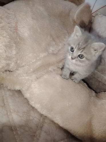 şotlant pişik: Britan — 2