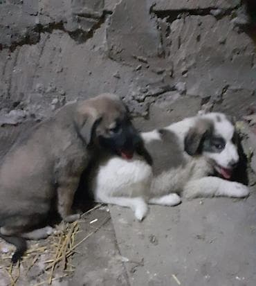 itlerin cutlesmesi: Alabay, 1 ay, Dişi, Ünvandan götürmə — 2