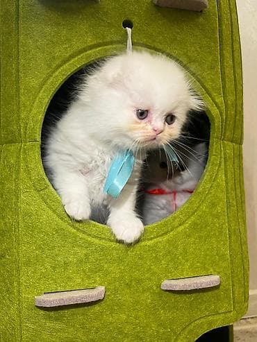 ağ pişik cinsləri: Ağ tüklü balaca pişik balaları - Rəng: tam ağ və açıq gümüşü-ağ — 2